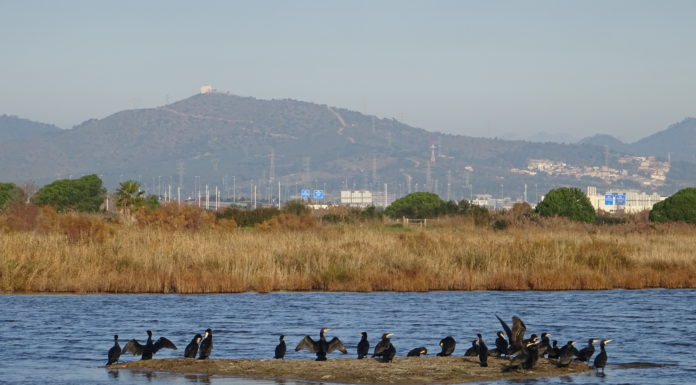 L’Espai Natural Protegit del Delta del Llobregat, un lloc veí del barri, encara per descobrir…