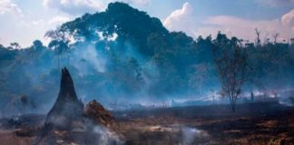 El pulmó del planeta