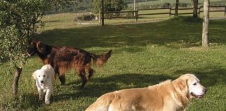 L’Ajuntament prohibirà que els gossos vagin sense lligar