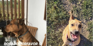 Dos gossos robats al carrer Anoia