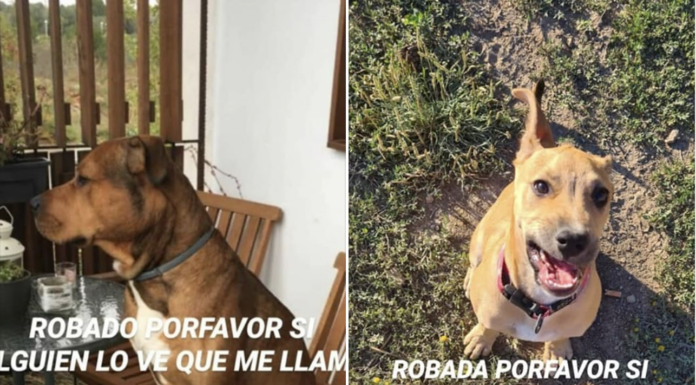 Dos gossos robats al carrer Anoia