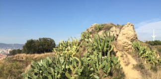 La Dragona de les Set Esferes