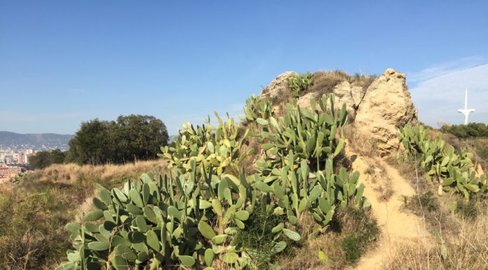 La Dragona de les Set Esferes