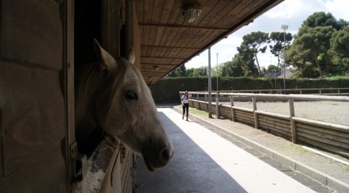 Segueix la lluita per l’hípica popular