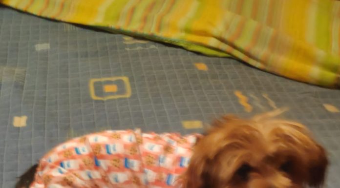 Si a la teva mascota li passés com a la meva Duna, tu què en faries?