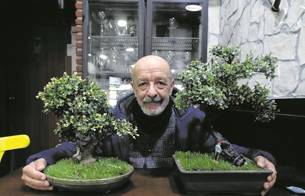 Bonsáis, un arte milenario cultivado también por nuestros vecinos