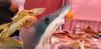 Fotogaleria Fira Marinera i de la Pagesia 2017