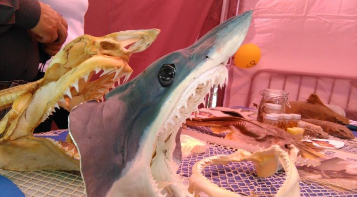 Fotogaleria Fira Marinera i de la Pagesia 2017