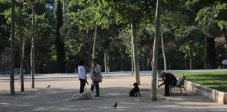 La nova ordenança municipal sobre gossos