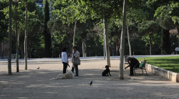 La nova ordenança municipal sobre gossos