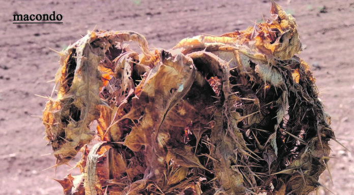 L’Afganistan i com valorem l’actuació dels nostres estats