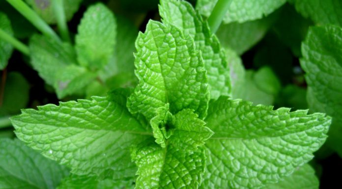 Herbes per al Nadal: la bona digestió dels copiosos menjars