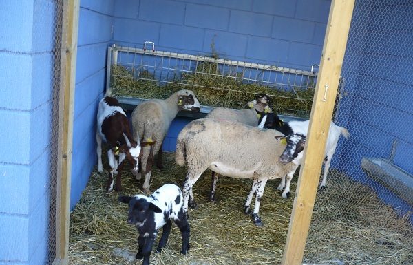 La granja-escola de Can Mestres en risc de tancament