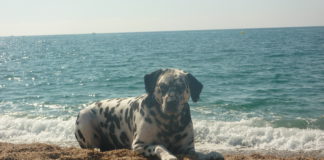 La reduïda cultura en la cura dels gossos a La Marina