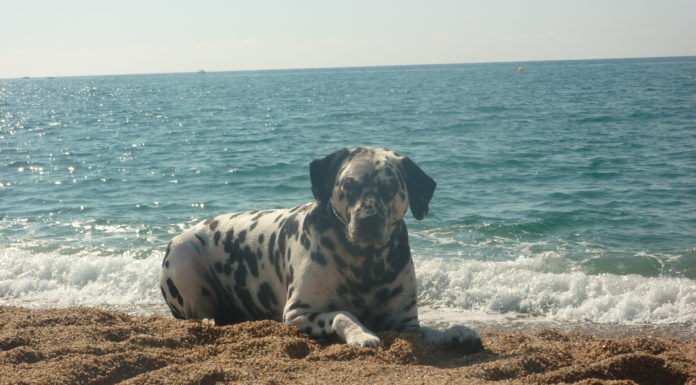 La reduïda cultura en la cura dels gossos a La Marina