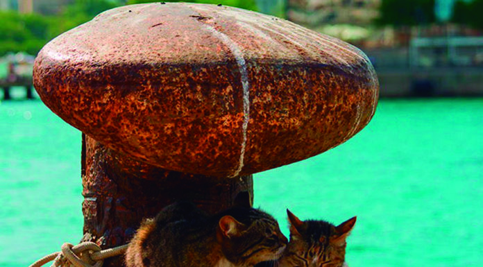 Exposició “Cats & Port” al Museu Marítim de Barcelona