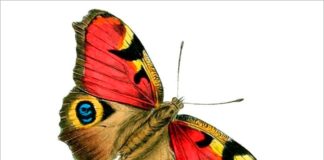 L’experiment Papallona