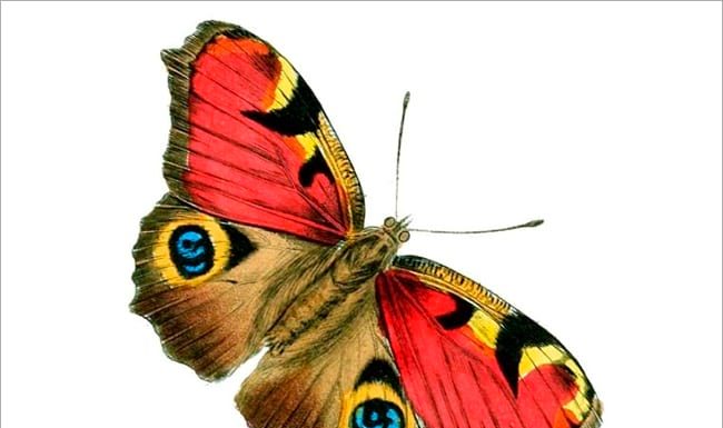 L’experiment Papallona
