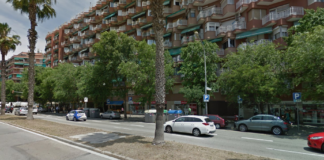 Les arrels de les palmeres del Passeig de la Zona Franca impedeixen la construcció del carril bici