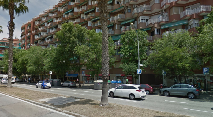 Les arrels de les palmeres del Passeig de la Zona Franca impedeixen la construcció del carril bici