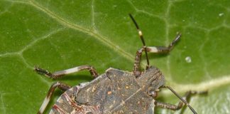 Una nova plaga d’insectes que pot afectar-te