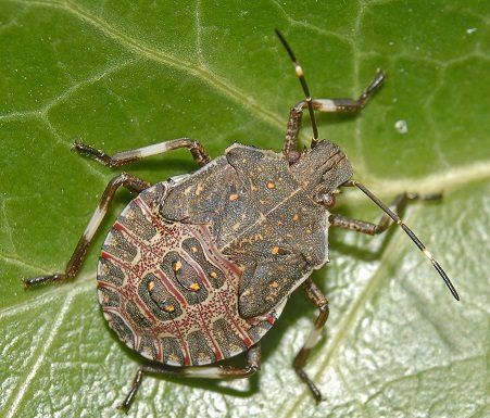 Una nova plaga d’insectes que pot afectar-te
