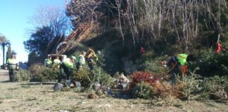 Recollida d’arbres de Nadal a la Marina