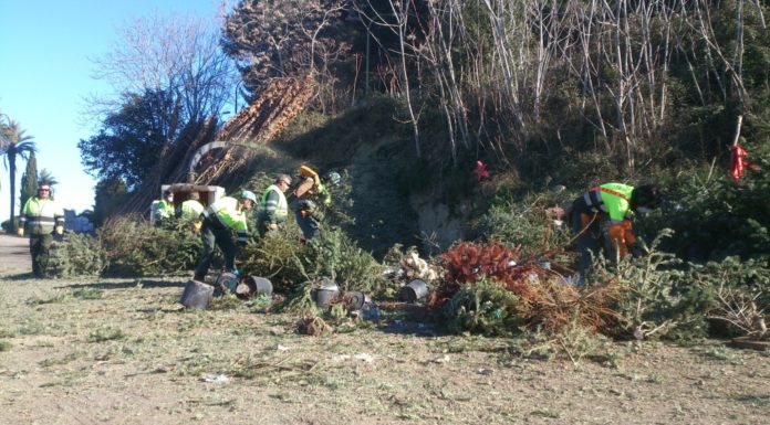 Recollida d’arbres de Nadal a la Marina