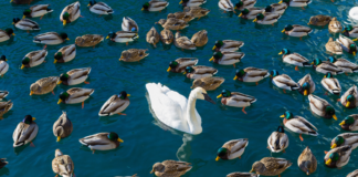 ¿Anormal Normalitat?