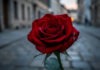 Retahílas l Las rosas son delicadas, pero contienen espinas