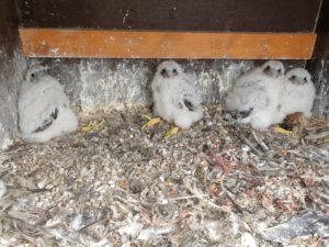 Es consoliden quatre parelles de falcons pelegrins al Port de Barcelona