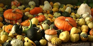 A la tardor, temps de carabasses