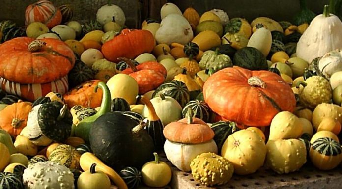 A la tardor, temps de carabasses