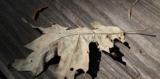 Viure poèticament I Els haikus