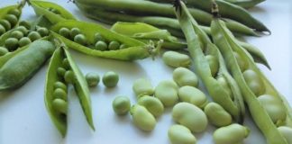 Faves i pèsols i julivert