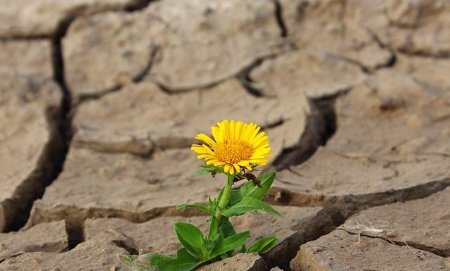 Per què la Salut Planetària?
