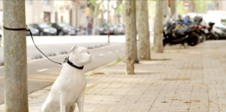 Reinvidicació dels drets dels animals de companyia