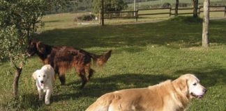 Tallers al barri per aprendre a tenir cura dels gossos