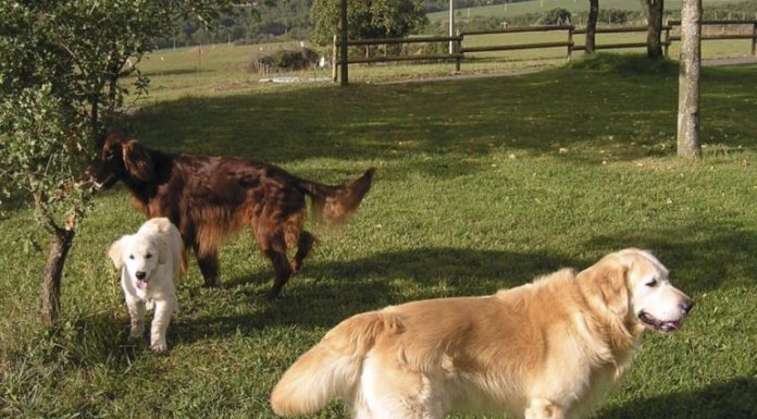 Tallers al barri per aprendre a tenir cura dels gossos