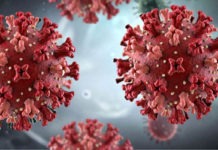 Què és l’hantavirus i per què les autoritats demanen calma?