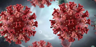 Què és l’hantavirus i per què les autoritats demanen calma?