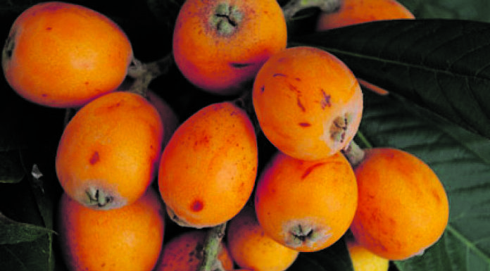 Abans dels préssecs arriben les nespres i els albercocs