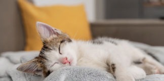 Retahílas l Adiós, chiquitina