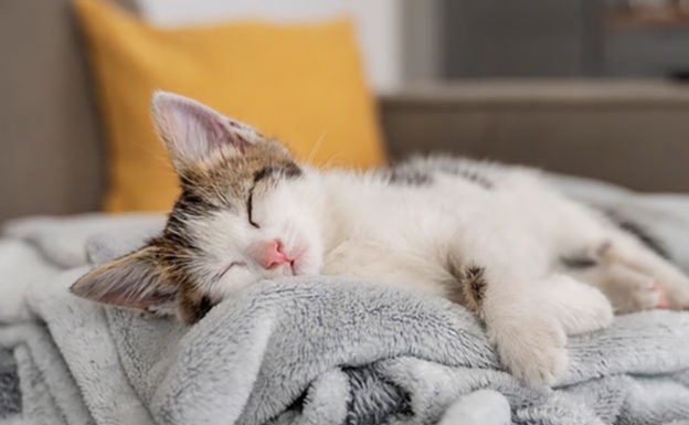 Retahílas l Adiós, chiquitina