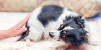 Important, consells si tens mascota