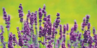 Floriran les lavandes