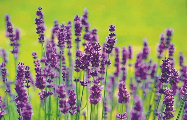 Floriran les lavandes